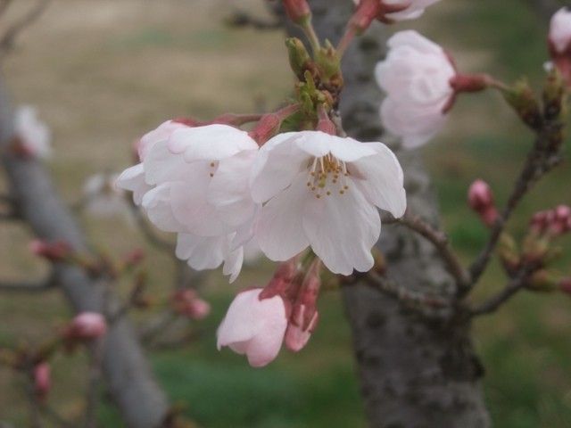 椿、斑入りレンギョウ、桜