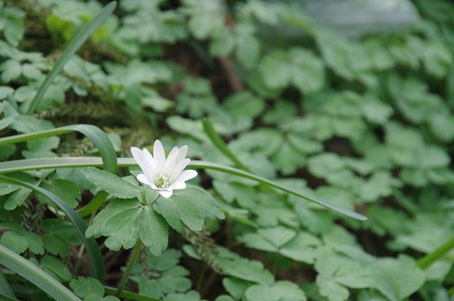 三毳山の白い花たち