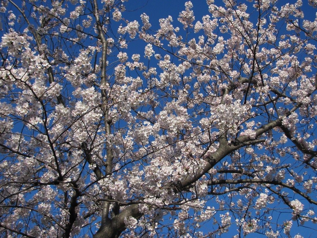 公園の桜です