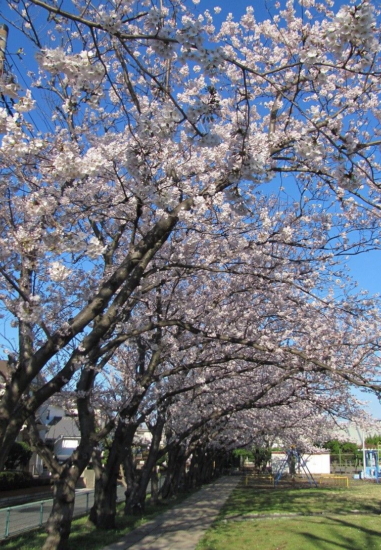 公園の桜です