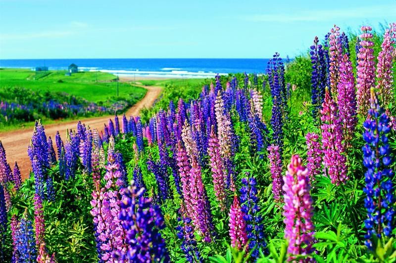 【園芸LOVE 原田が行く】夢旅行！ 麗しきプリンス・エドワード島、『赤毛のアン』の島へ