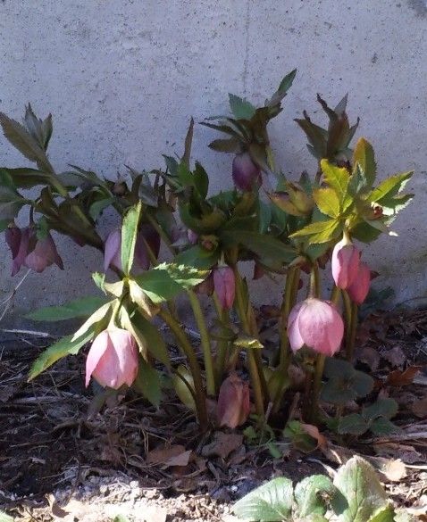 開花と芽だし