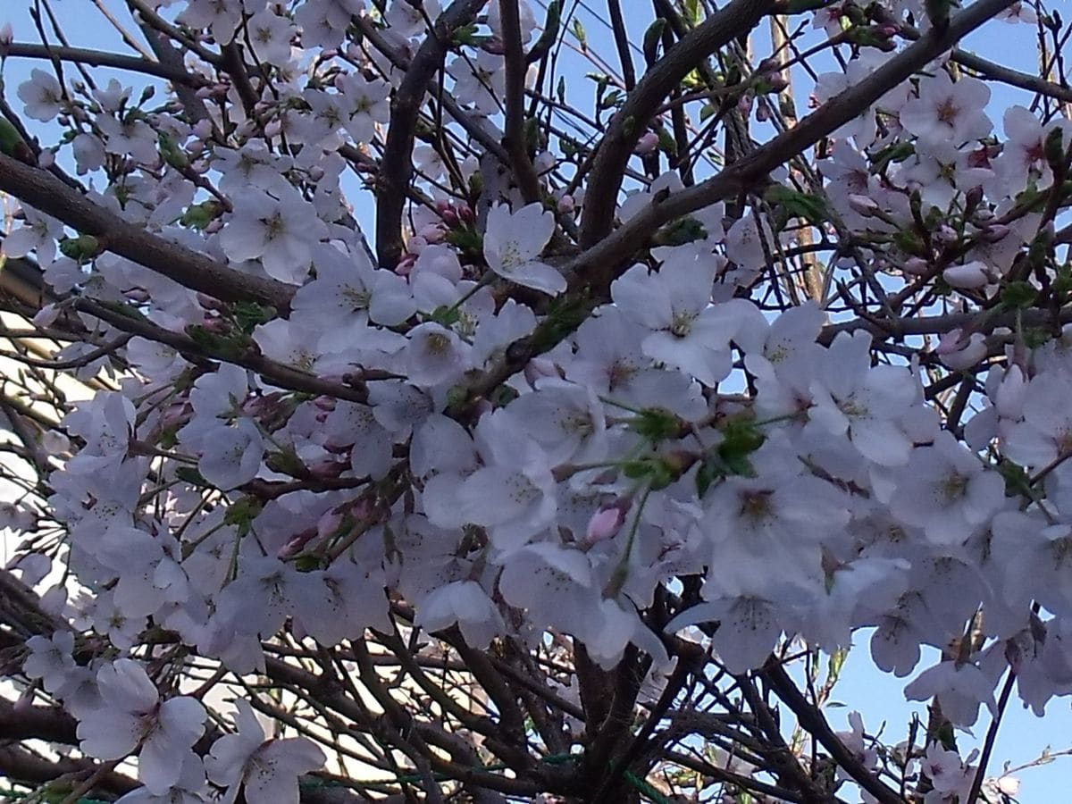 桜、今盛りです。