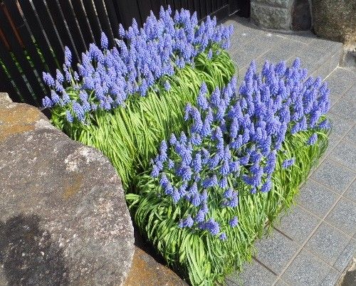 きれいに開花しているムスカリさんを発見！