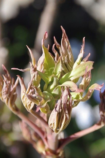 ボタンの蕾が膨らんだ