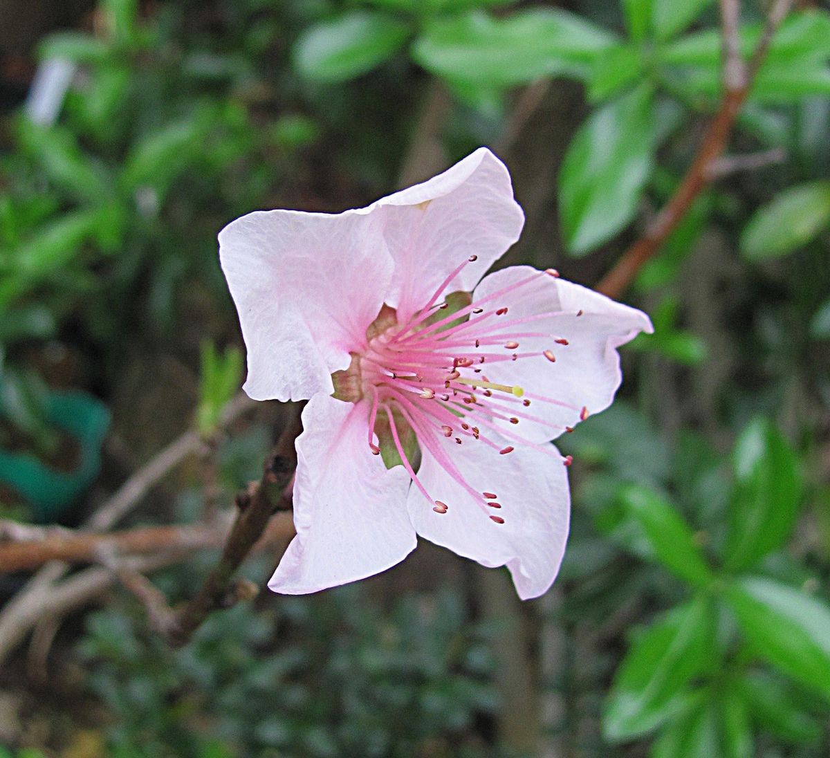 桃の花がぽつんと