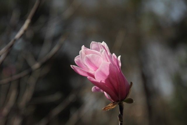 Magnolias