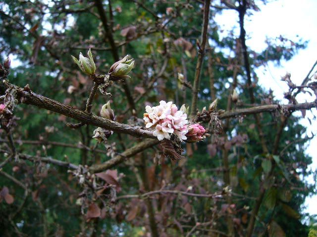 冬に咲き続ける花