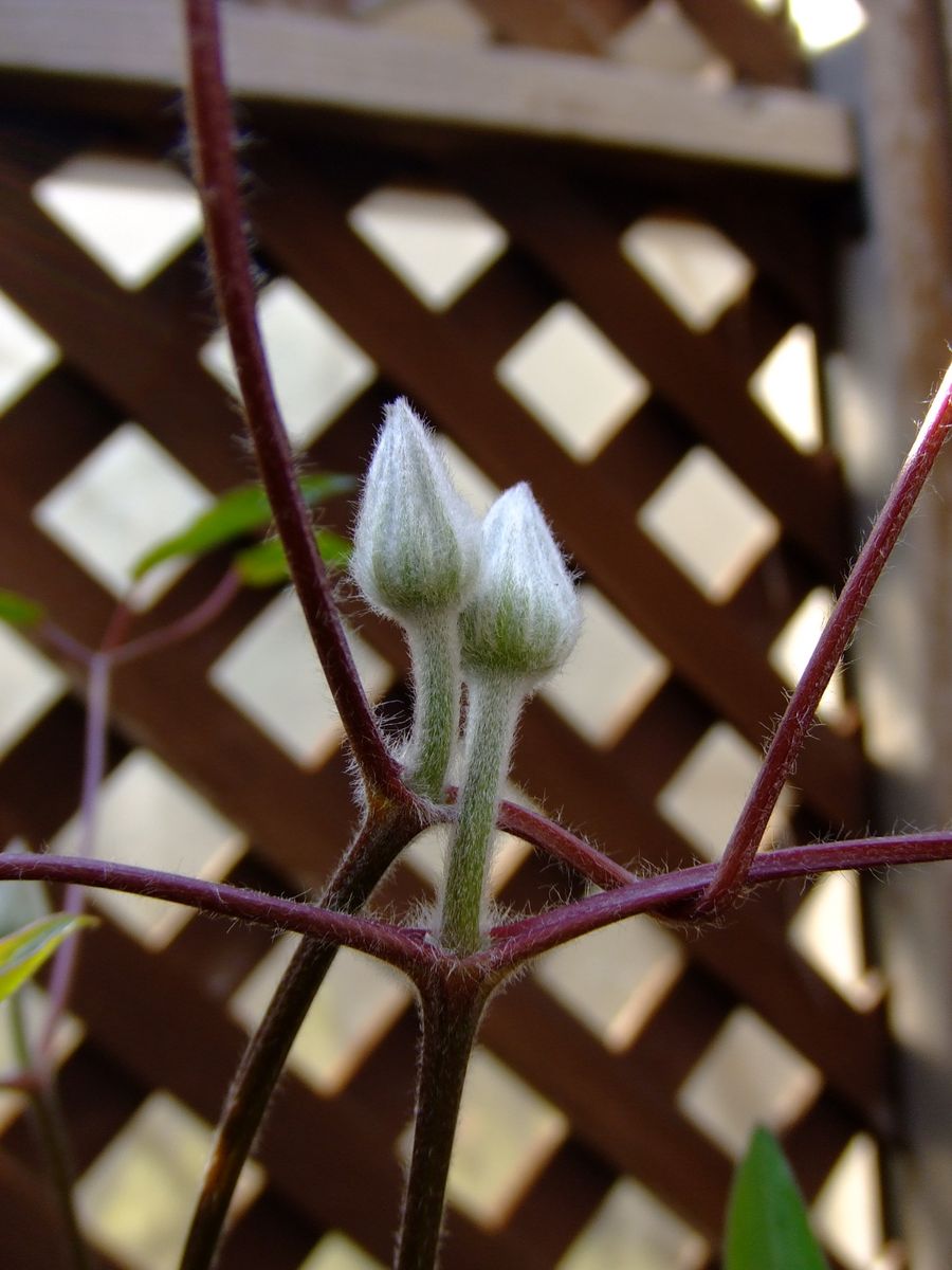 白花のラベンダーが咲いてます