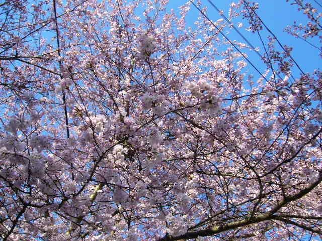 桜、さくら、サクラちゃん