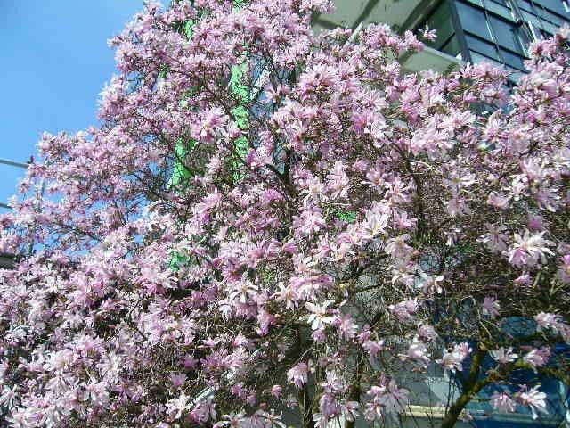 満開の花道