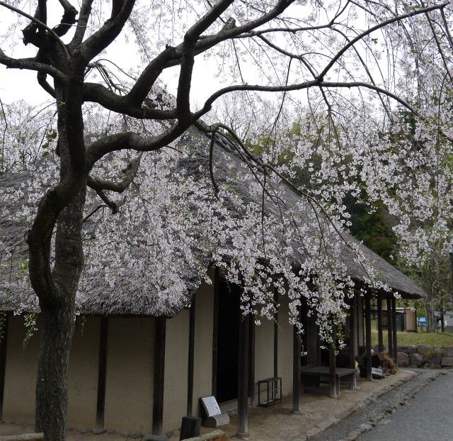 古民家園の桜