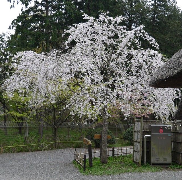 古民家園の桜