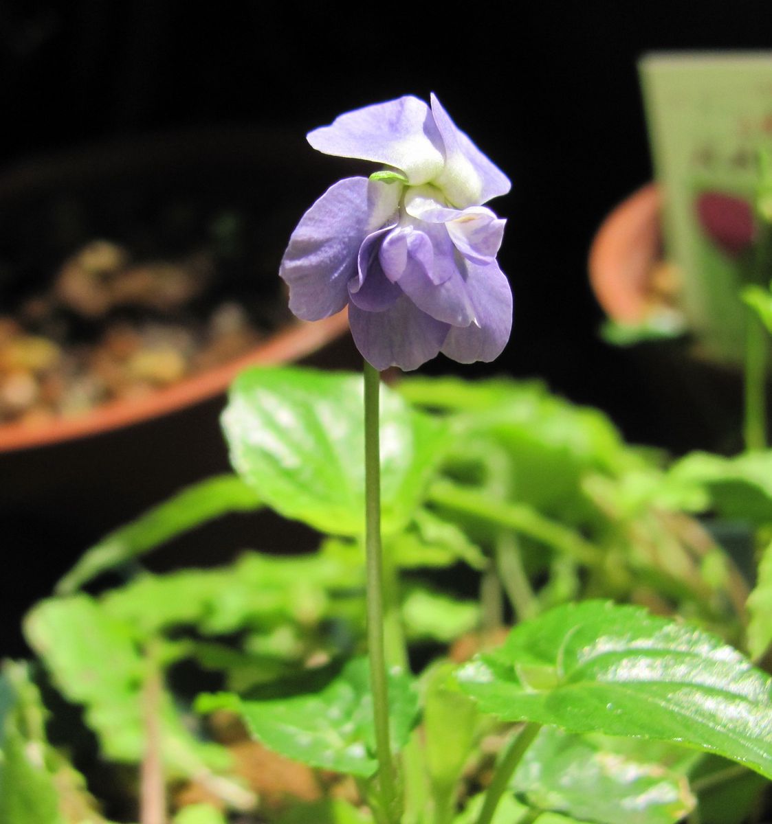 やっと咲いた花