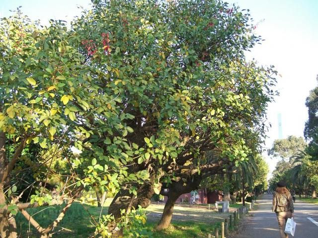 夢の島熱帯植物園①