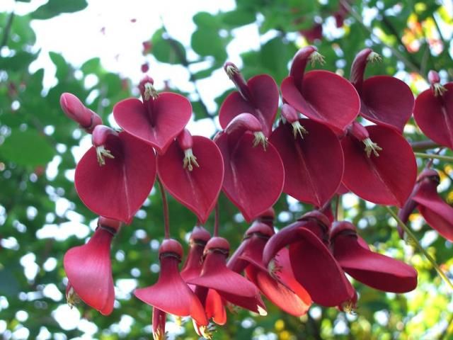 夢の島熱帯植物園①