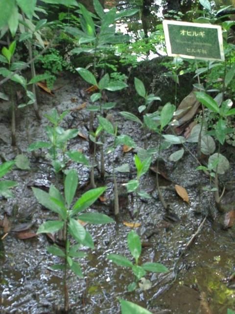 夢の島熱帯植物園①