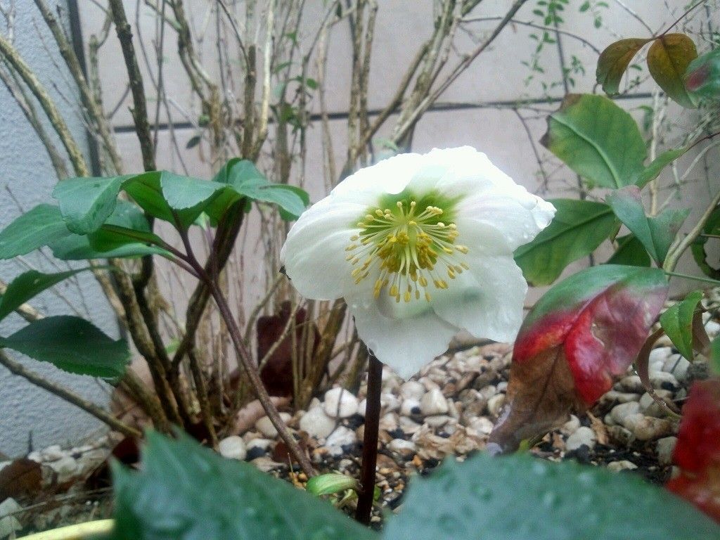 はてしなく日の当たらない玄関に花を②　初春