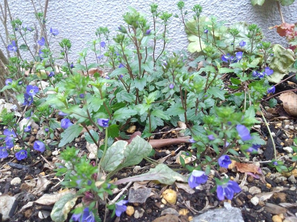 はてしなく日の当たらない玄関に花を②　初春