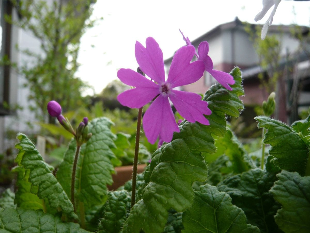 サクラソウの花が咲きました。