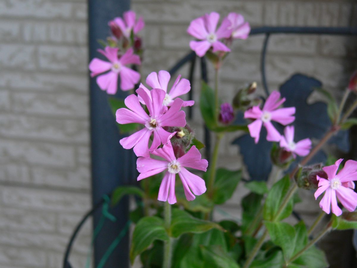 サクラソウの花が咲きました。