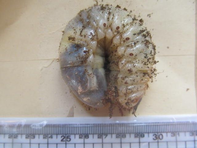 これって、カブトムシの幼虫？？