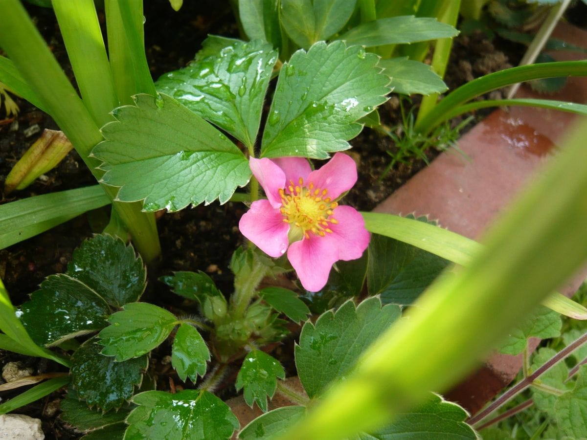 🌷話題は盛りだくさんの花✿