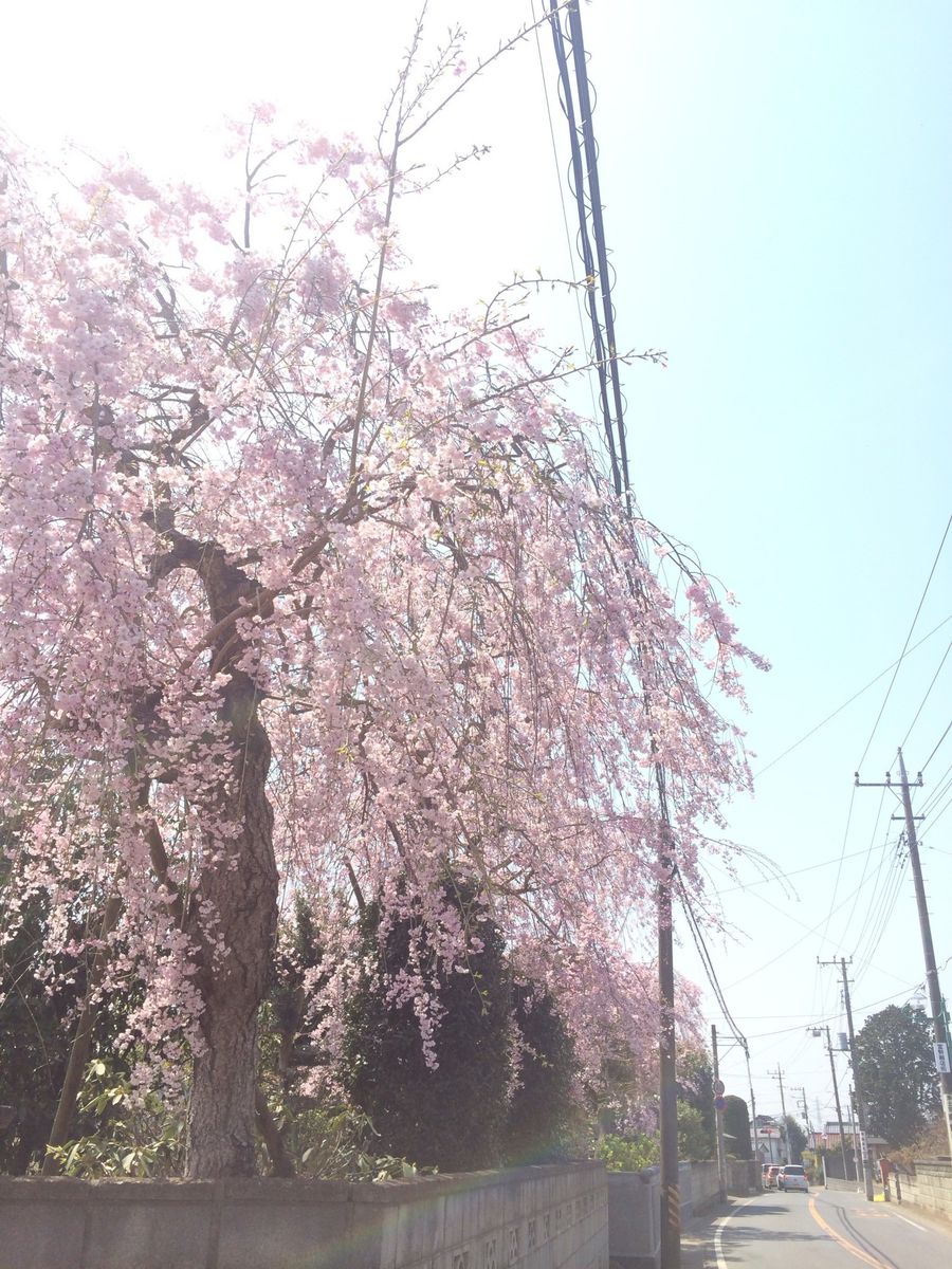 満開・しだれ桜