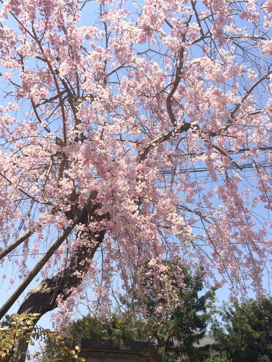 満開・しだれ桜