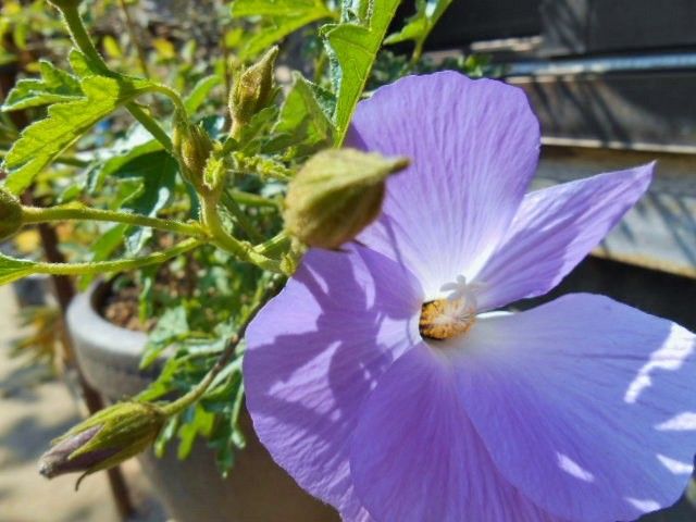 ブルー系の開花中草花・・・