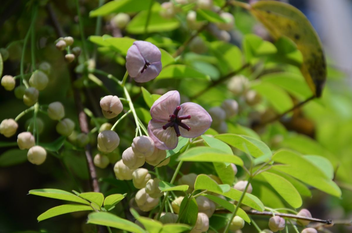 アケビの花