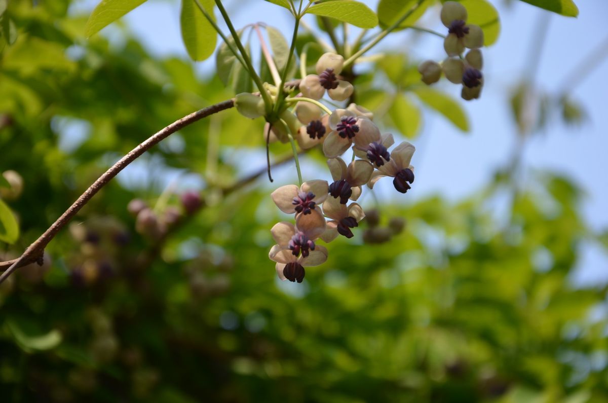 アケビの花