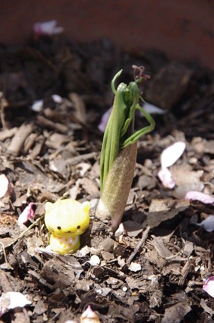 ウラシマソウの芽