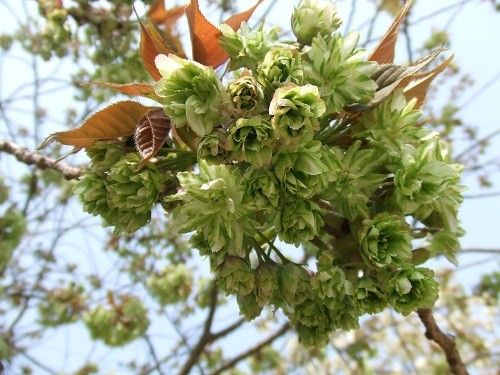 先ずは八重桜。