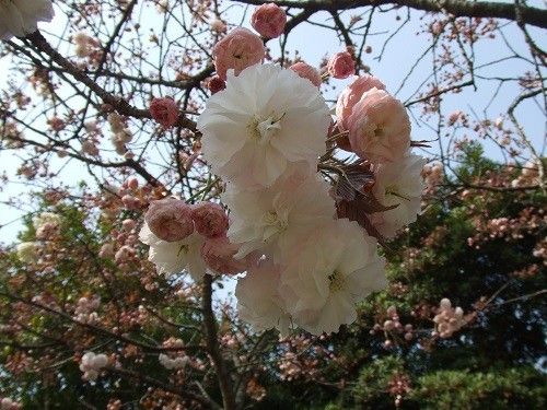 先ずは八重桜。