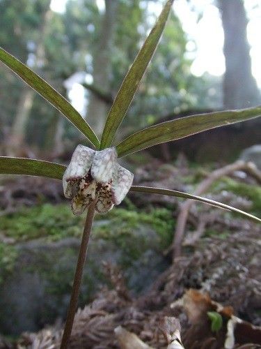 そして、山野草