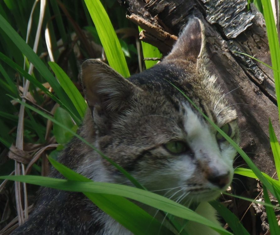 猫が。そしてカラスが・・・