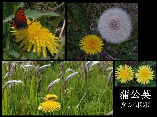 白花タンポポを探して・・・