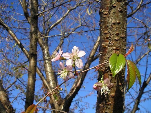 ヒマラヤザクラが咲きました！そして桜が3種類