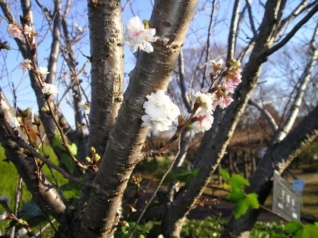 ヒマラヤザクラが咲きました！そして桜が3種類