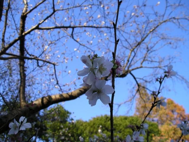 ヒマラヤザクラが咲きました！そして桜が3種類