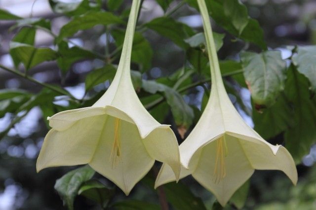 温室の植物