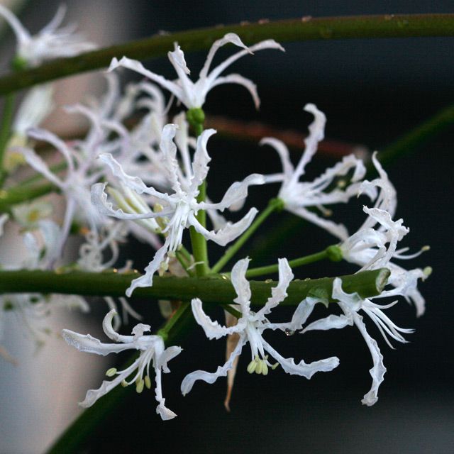 Nerine undulata