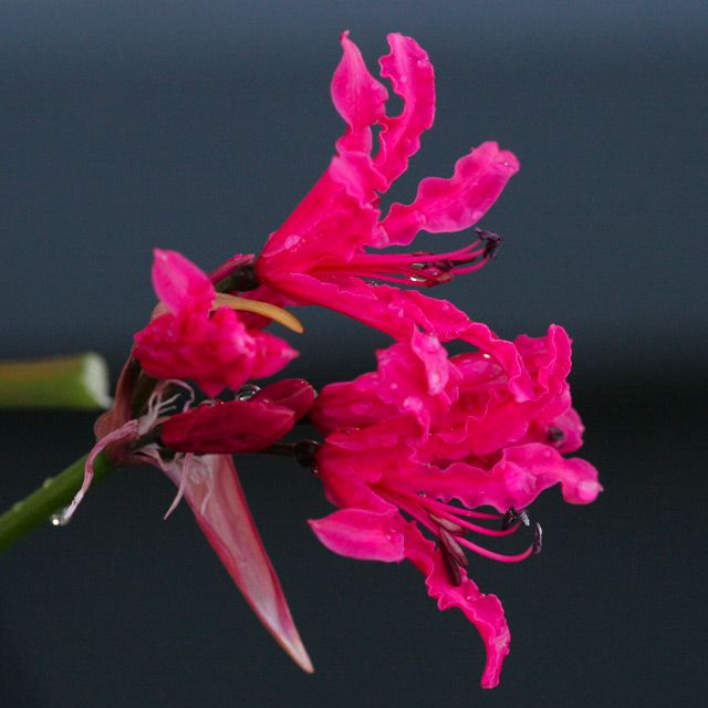 Nerine undulata