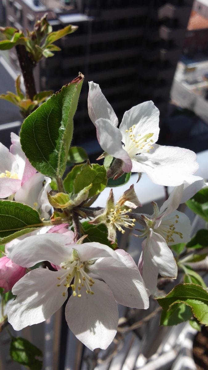 今年もりんごの花が咲きました。