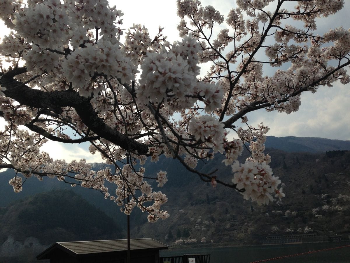 お花見を兼ねて・・・