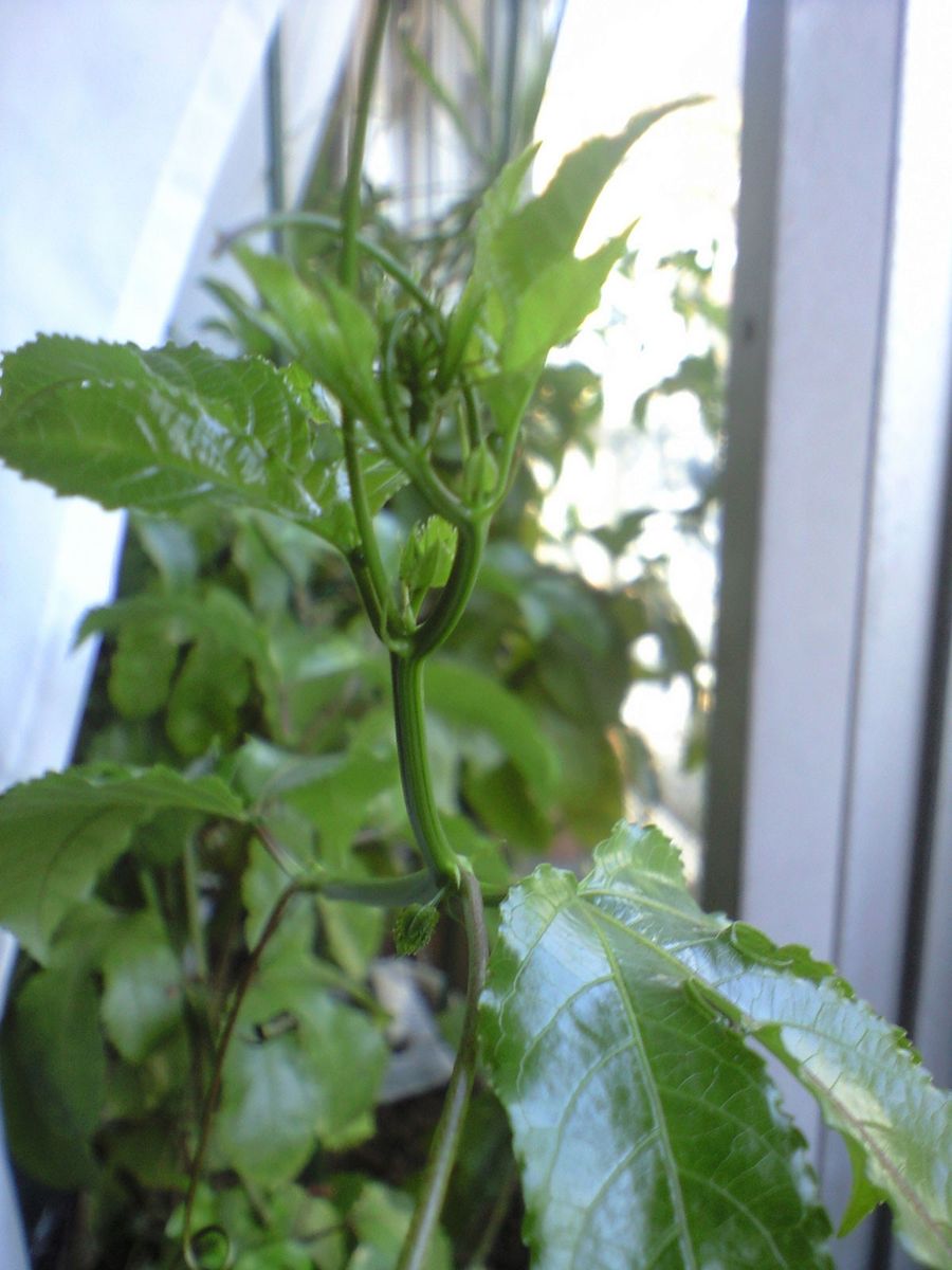 3年目のヒマワリトケイソウに花芽が…