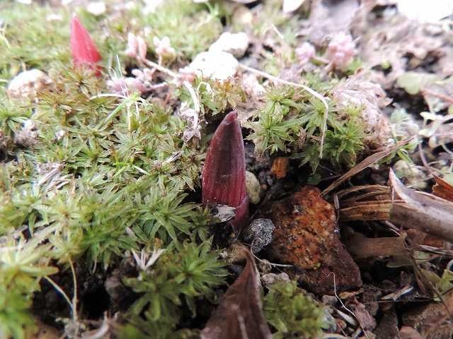 野草の芽'14-2