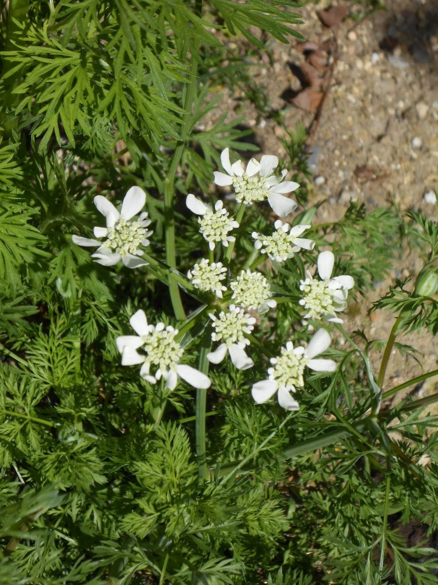 ギボウシの新芽　他