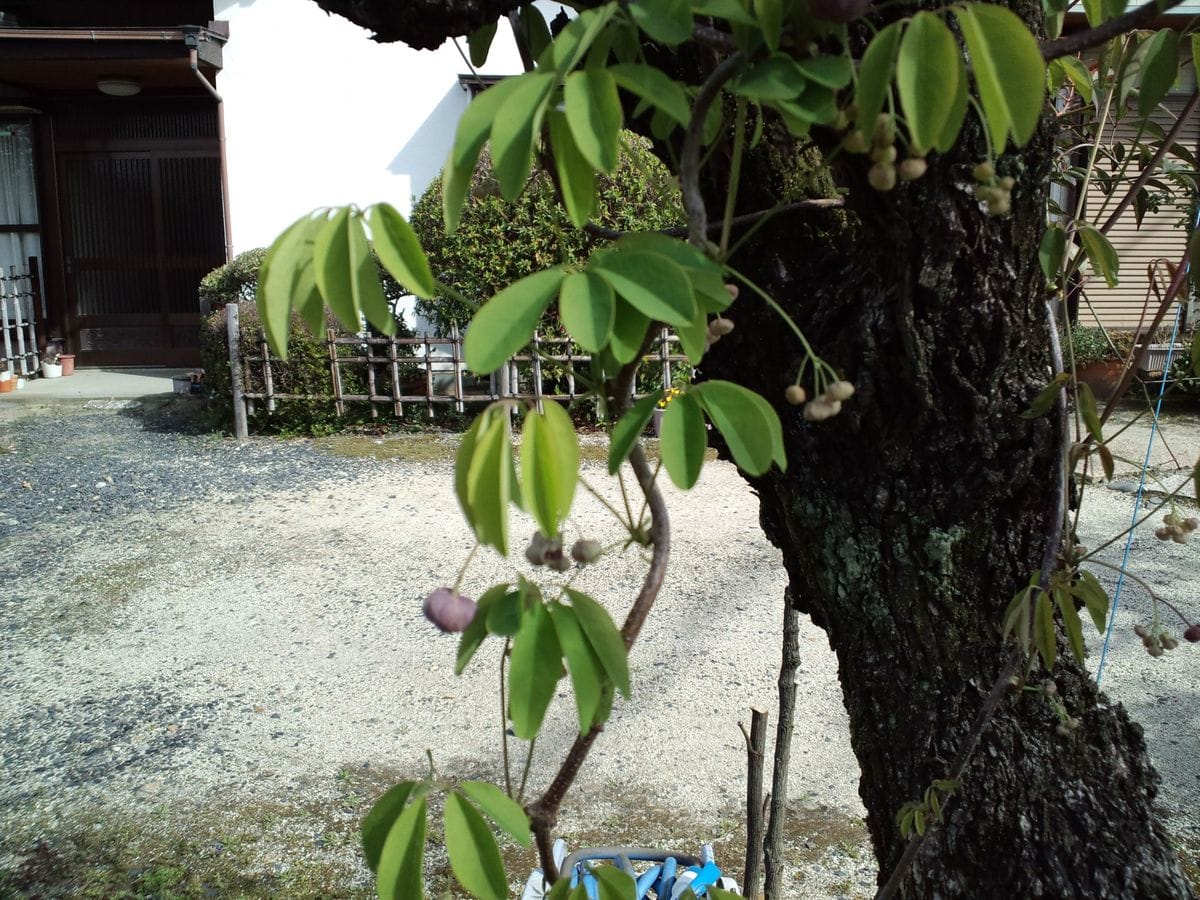 あけびの花